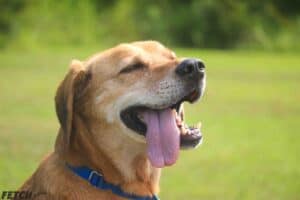 Bear, a Pen Pals dog, basking in the sun with his tongue out.