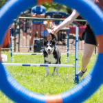 Zoom Room Agility Course